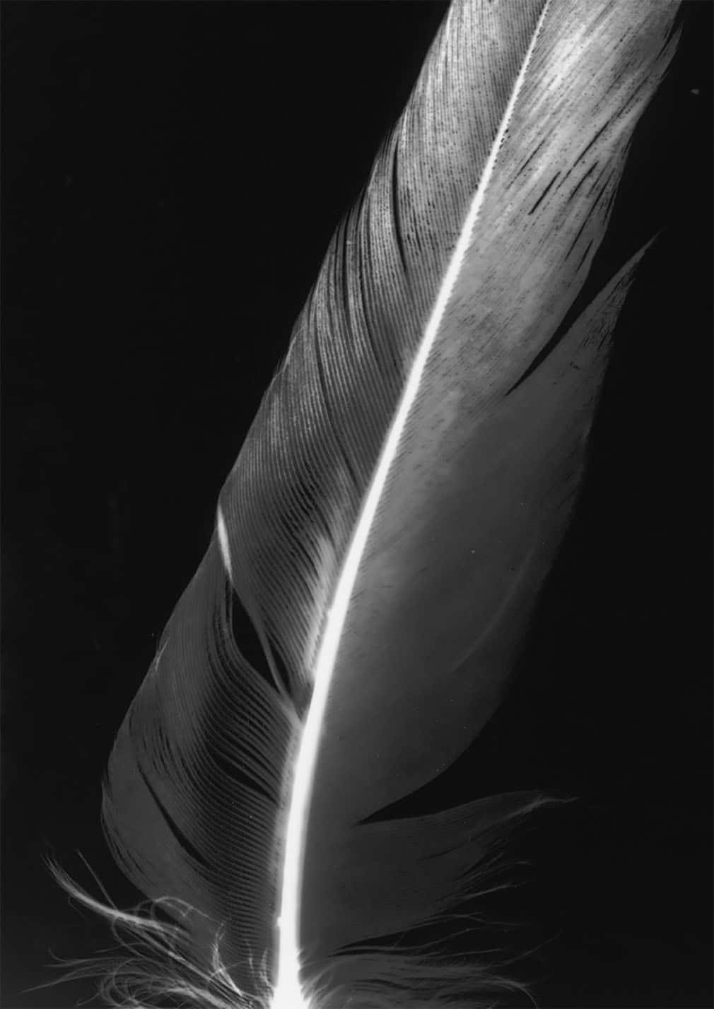 black and grey image of a feather with high contrast