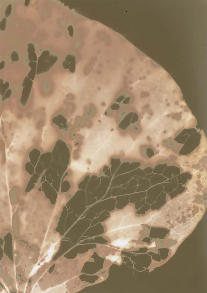 A cyanotype image of a leaf with holes