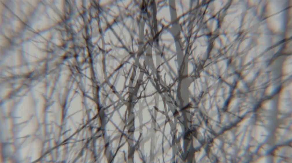 Distorted image of leafless trees