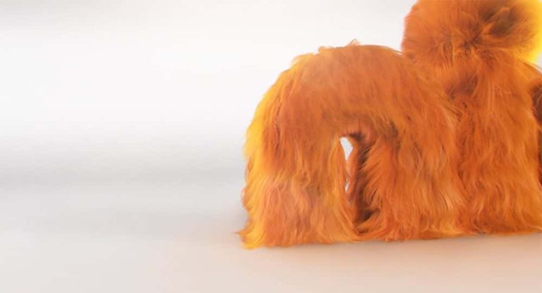 Screenshot of childrens broadcaster Nickelodeon's logo covered in orange fur