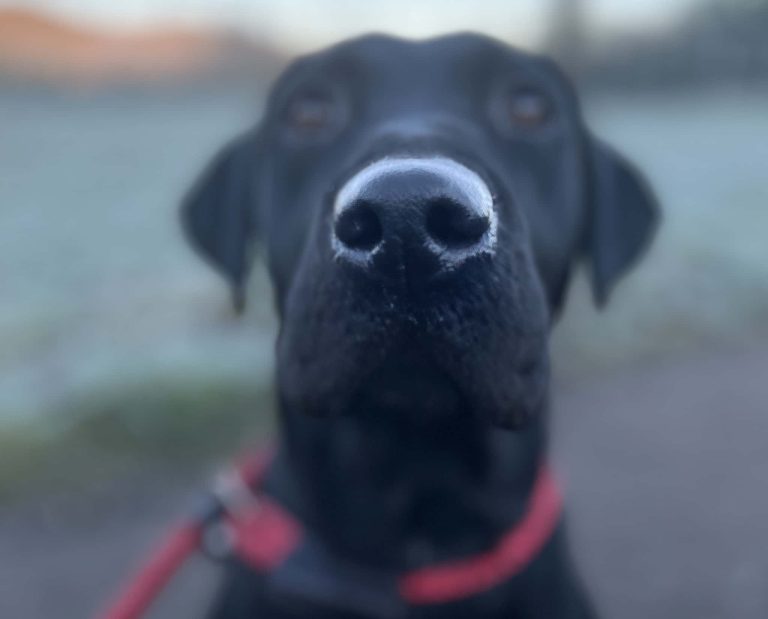 Image of a black Labrador sitting by a frosty field, with only its nose in focus.