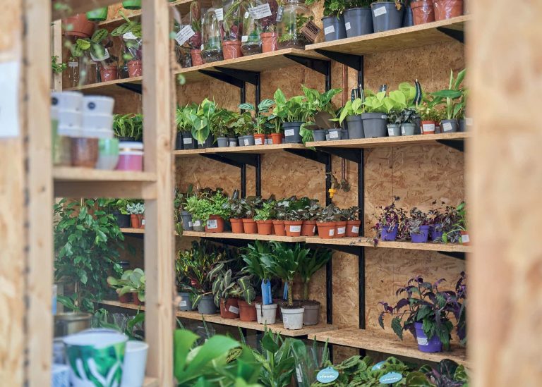 Lots of plants in small pots are lined up on several wooden shelves, a chipboard backing is behind them.