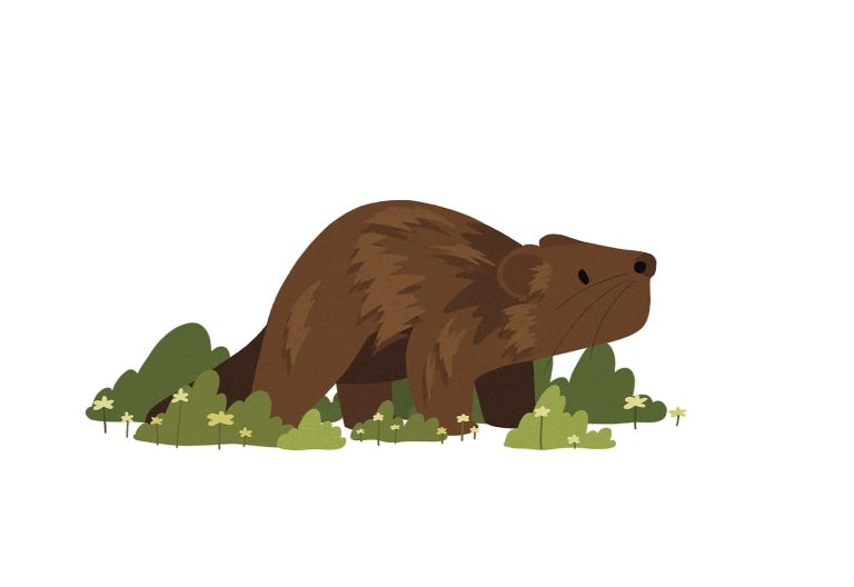 An illustration of a Beaver walking through grass.