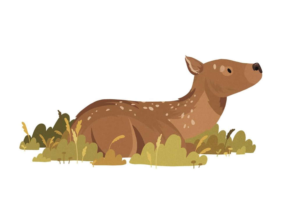 An illustration of a small Deer sat down in grass.