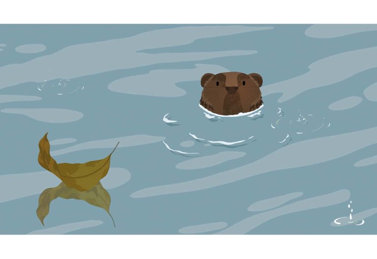 An illustration of a Beaver poking it's head out of water.