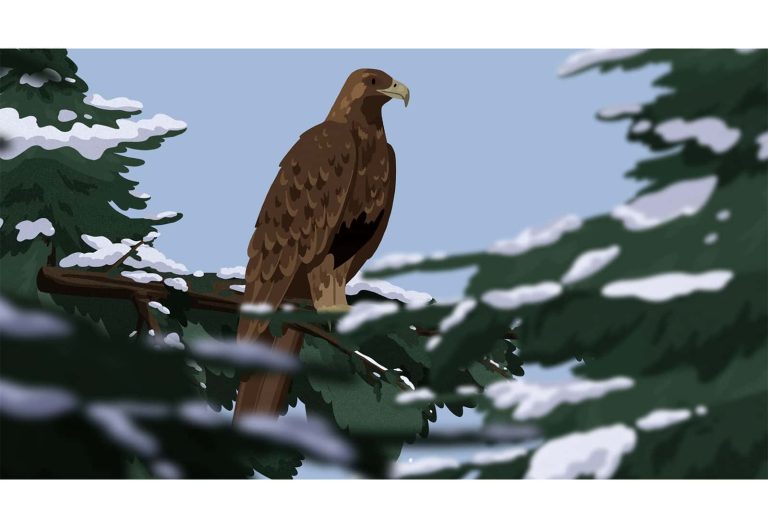 An illustration of a Golden Eagle perched on a snowy branch tree.