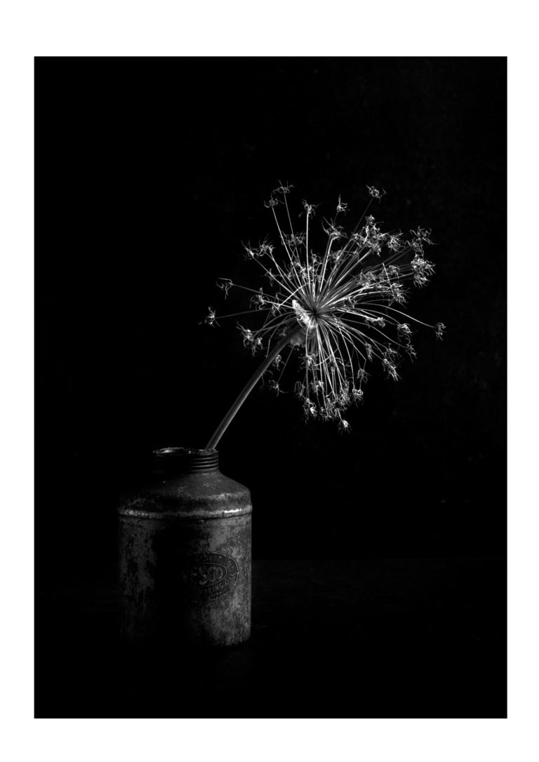 Photograph of a plant in a vase. The background is completely black and the plant is lit by dramatic white light.