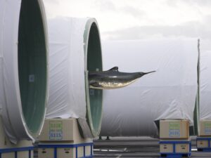 A porpoise swims through a large industrial pipe section, with other pipe segments visible under cloudy skies, the outdoor scene is artfully arranged with numerous pipes stored in a row.