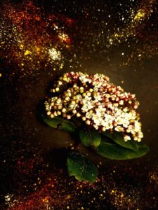 A cluster of small, white flowers with pinkish buds rests on green leaves against a dark background. The scene is surrounded by a sprinkle of red and yellow glitter, creating a starry effect.