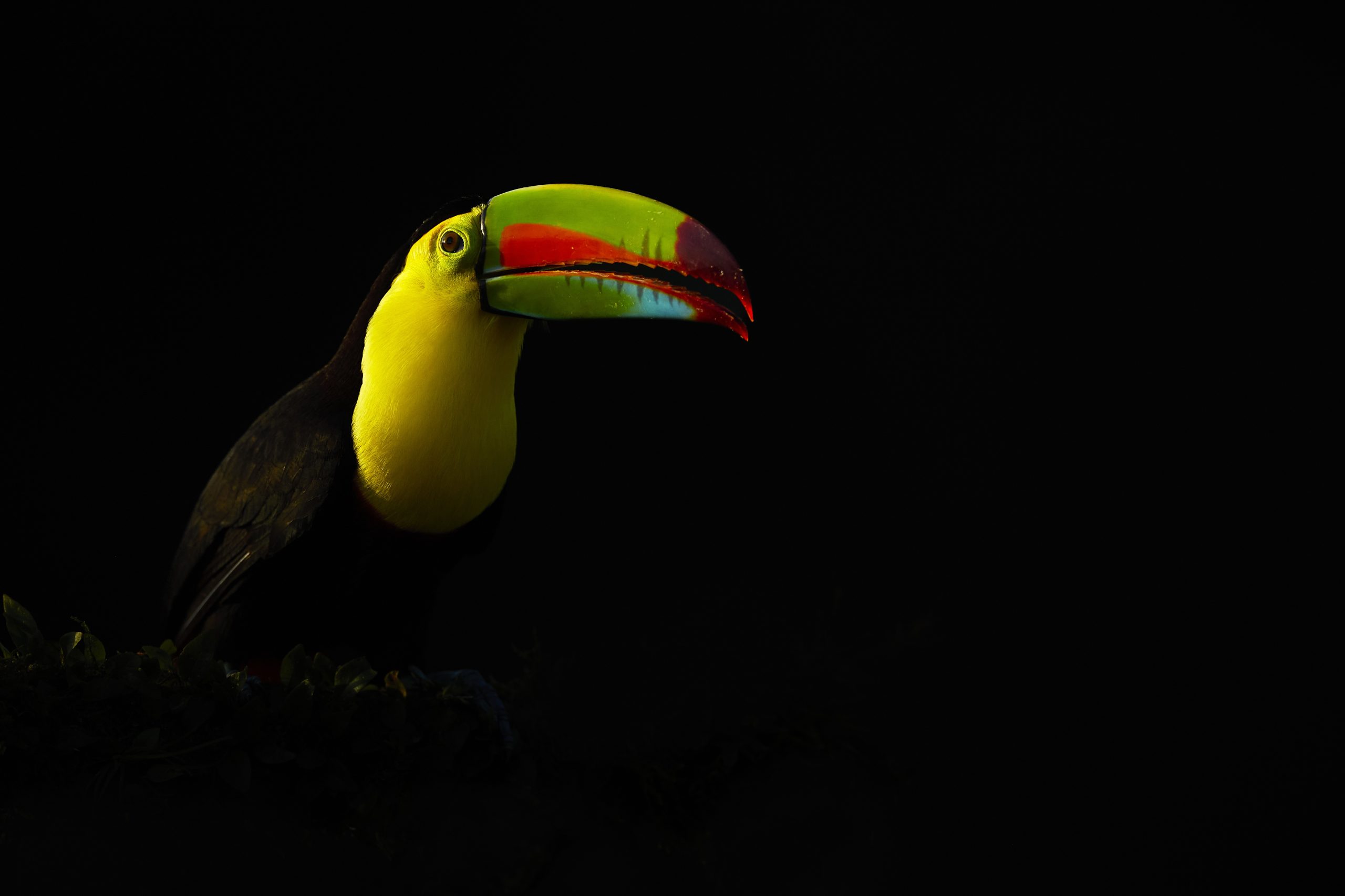 A keel-billed toucan with a vibrant green, yellow, orange, and red beak is illuminated against a black background, highlighting its yellow throat and colorful bill.
