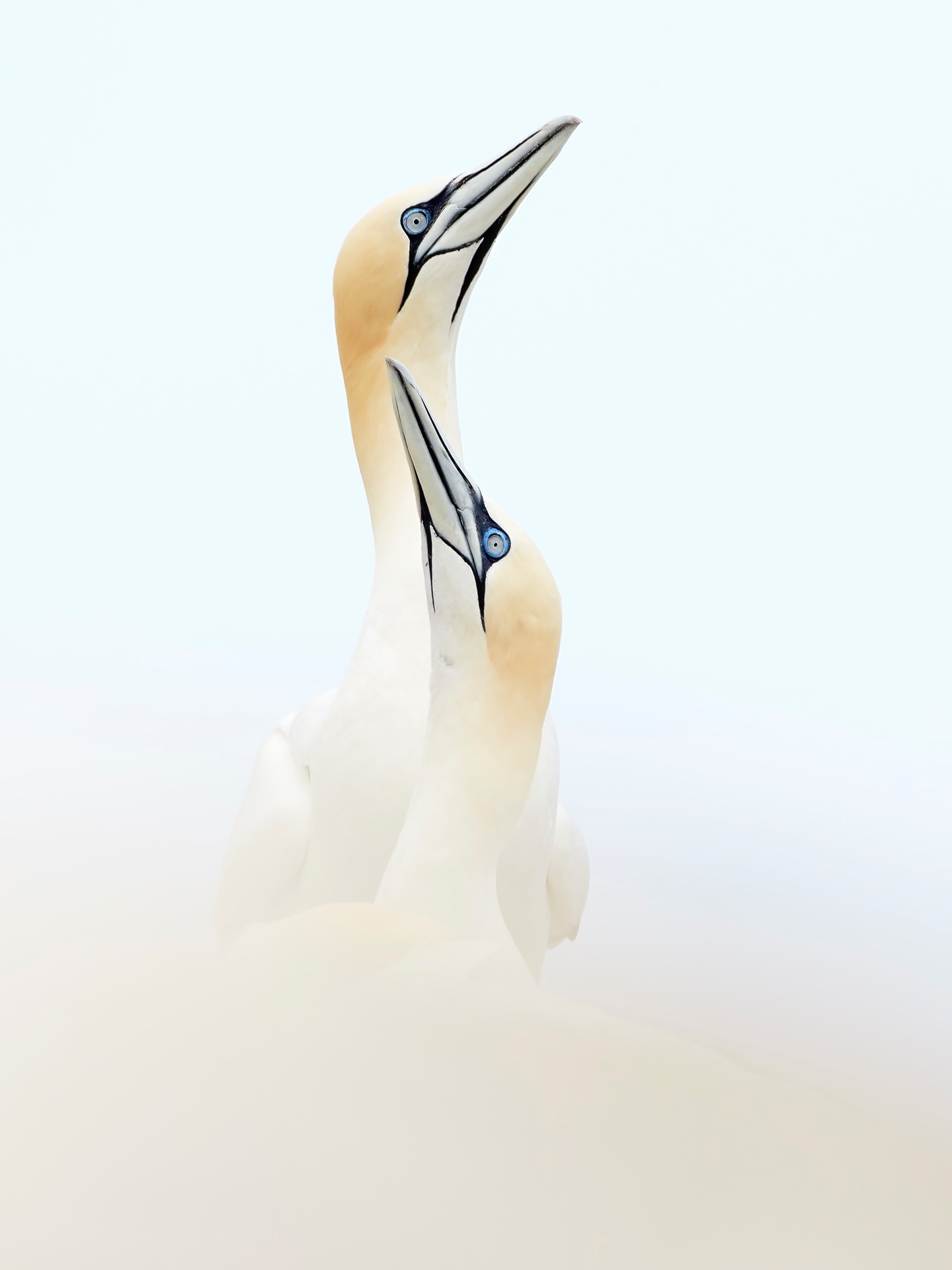 Two northern gannets with white bodies and yellowish heads sit close together, their long necks stretched upward and beaks pointing skyward against a pale, minimalist background.