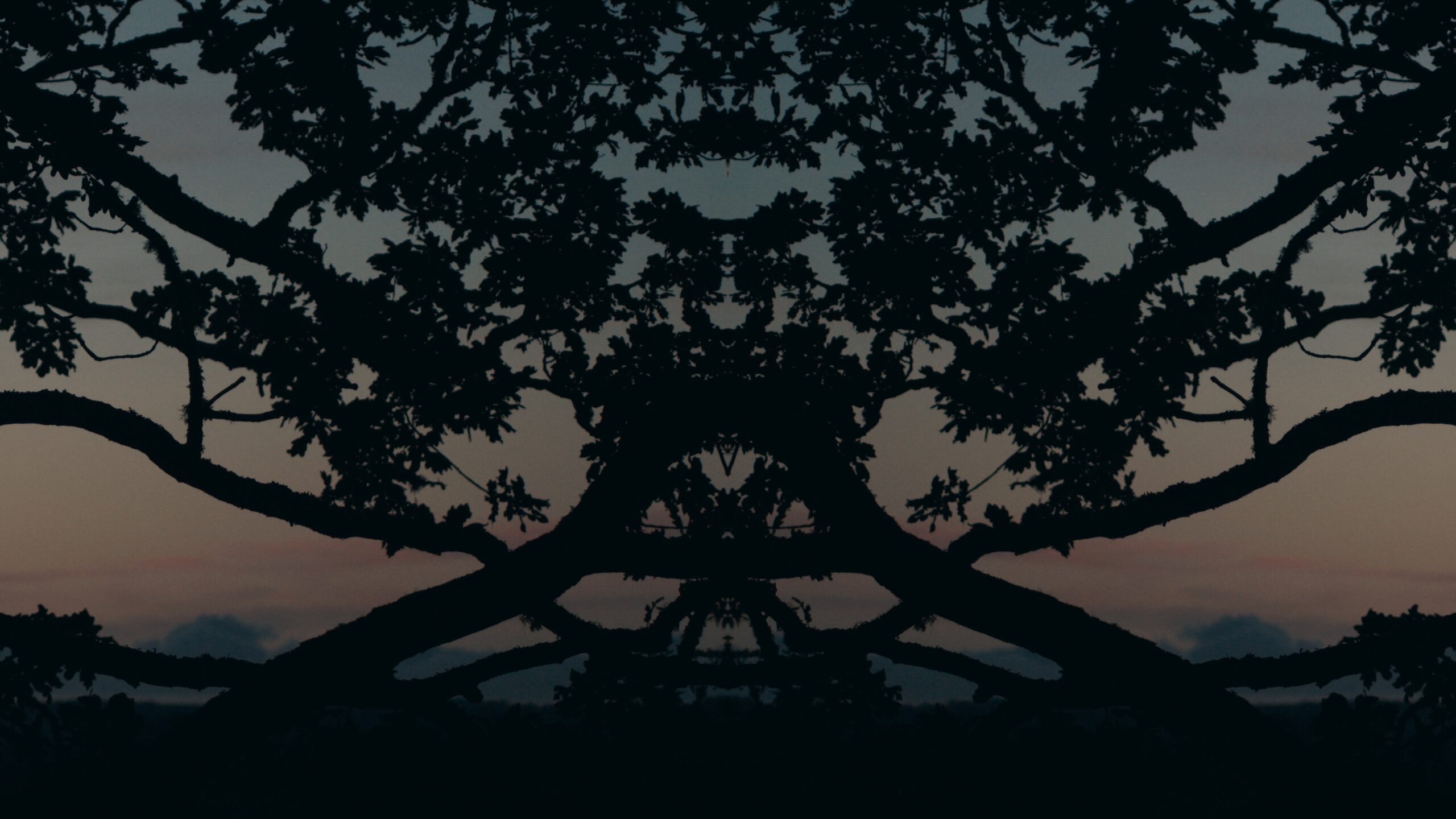 Silhouetted tree branches form a symmetrical, mirrored pattern against a dusky sky with soft pink and blue hues at sunset. The intricate branches create an abstract, almost face-like shape.