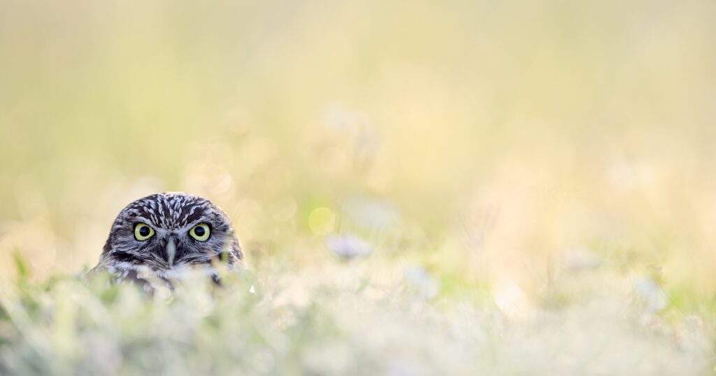 A small owl with yellow eyes peeks out from tall grass, blending into a soft, blurred background of light greens and yellows.