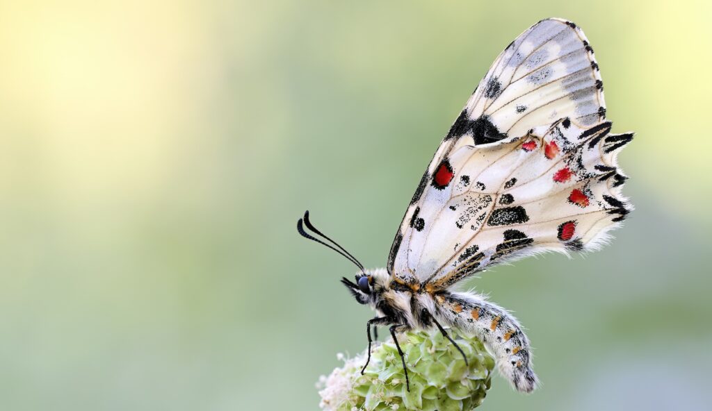 A close-up of a butterfly with patterned white, black, and red wings perched on a green flower bud against a soft, blurred green background.