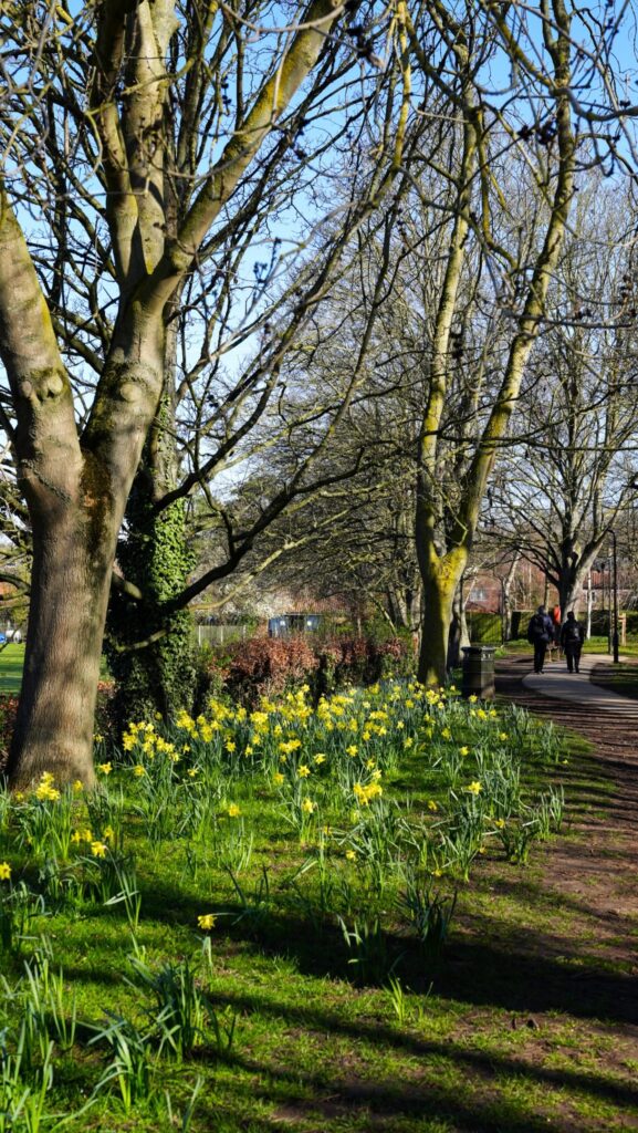 A park path lined with tall, leafless trees and blooming yellow daffodils, with a few people walking in the distance under a clear blue sky.