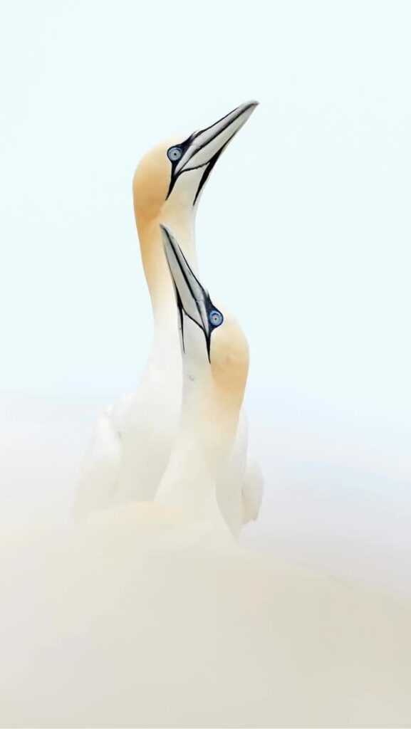 Two Northern Gannets with pale plumage and blue-rimmed eyes stand close together against a soft, light background, appearing to look upward in unison.