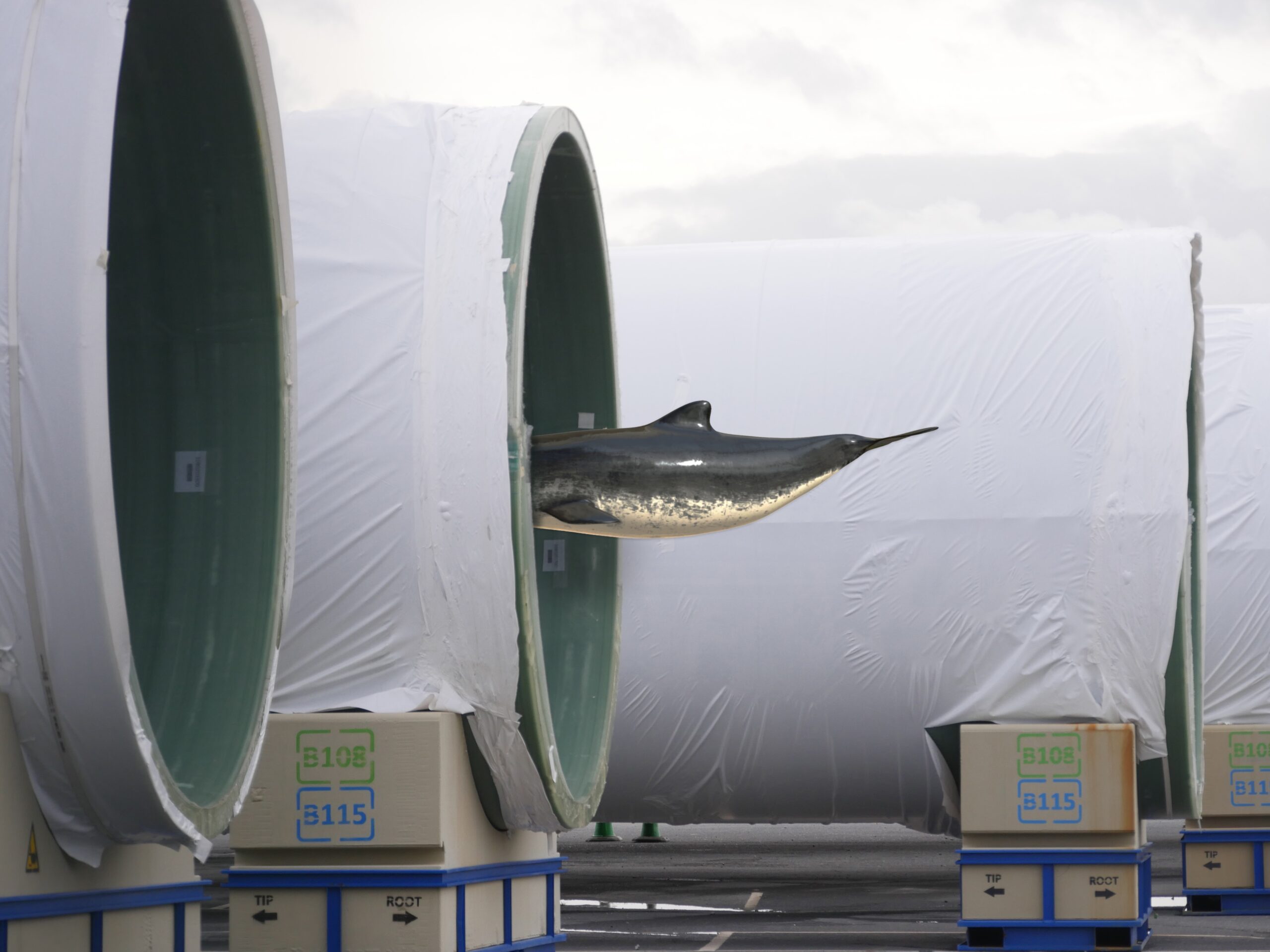 A dolphin appears to swim through the middle of a large cylindrical industrial pipe outdoors, creating a surreal and unexpected scene.