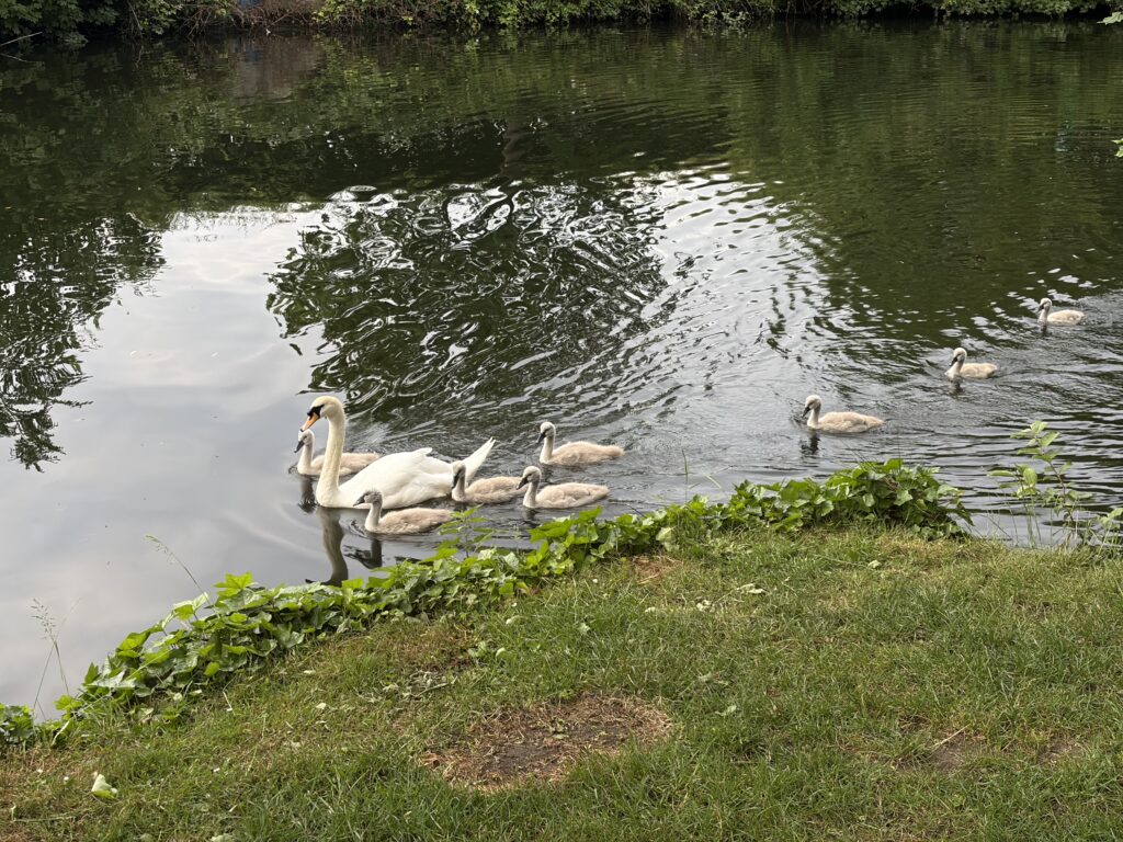 Two adult swans and five cygnets swim together near the edge of a calm, green, tree-lined pond, with their reflections visible in the water.
