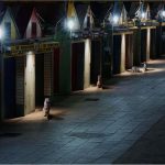 Image of meerkats outside of Norwich Market