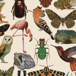 BA Illustration work by Chloe Smith showing all Fifty-four illustrations including various frogs, bats, moths, beetles and birds.