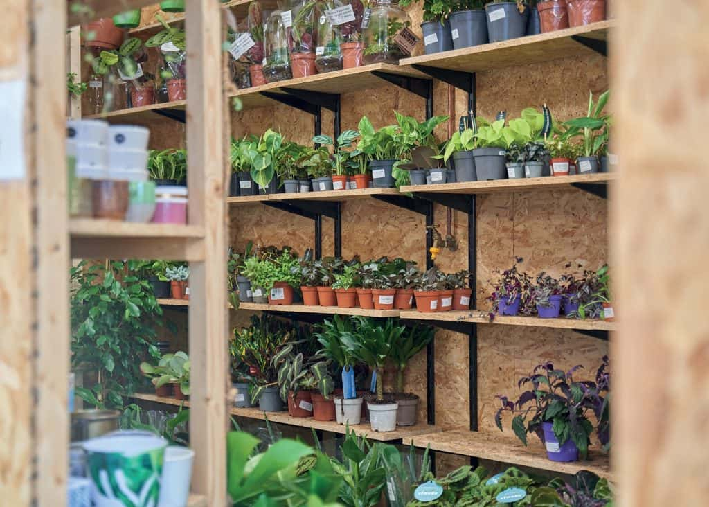 Lots of plants in small pots are lined up on several wooden shelves, a chipboard backing is behind them.